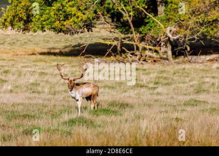 Il daino (Dama Dama Dama) si trova a Petworth Deer Park, Petworth, West Sussex, Inghilterra in autunno durante la stagione della caccia Foto Stock