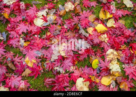 Foglie umide cadenti miste, principalmente acero rosso Acer palmatum giapponese, in ricchi colori autunnali su un prato in un giardino in Surrey, nel sud-est dell'Inghilterra Foto Stock