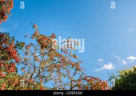 Albero di rowan (cenere di montagna) a bacca rosa, Sorbus vilmorinii, con le tipiche bacche rosa in autunno che crescono nel Petworth Park, Arundel, Sussex occidentale Foto Stock