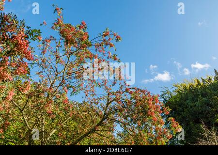 Albero di rowan (cenere di montagna) a bacca rosa, Sorbus vilmorinii, con le tipiche bacche rosa in autunno che crescono nel Petworth Park, Arundel, Sussex occidentale Foto Stock