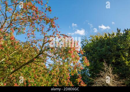 Albero di rowan (cenere di montagna) a bacca rosa, Sorbus vilmorinii, con le tipiche bacche rosa in autunno che crescono nel Petworth Park, Arundel, Sussex occidentale Foto Stock