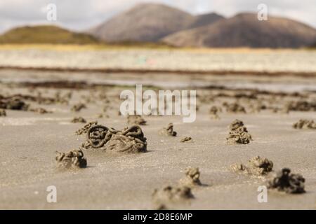 Lugworm (marina arenicola) getta nella sabbia sulla spiaggia di Camasunary Bay, Isola di Skye, Ebridi interne, Scozia, Regno Unito. Foto Stock