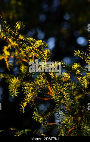 La luce dorata della sera illumina il fogliame agugliato di un abete con uno sfondo bokeh sfocato. Foto Stock