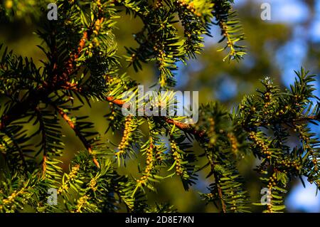 La luce dorata della sera illumina il fogliame agugliato di un abete con uno sfondo bokeh sfocato. Foto Stock