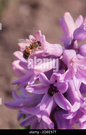 inflorescenza di giacinto rosa con api da vicino su un bokeh arancione. Le api raccolgono il polline di nettare dai primi fiori di primavera. Foto di primavera dai colori vivaci con spazio per la copia, formato verticale per la trama Foto Stock