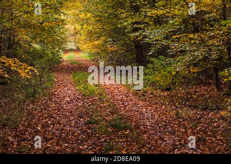 Molte foglie giacciono su un percorso forestale autunnale in ottobre In Germania Foto Stock
