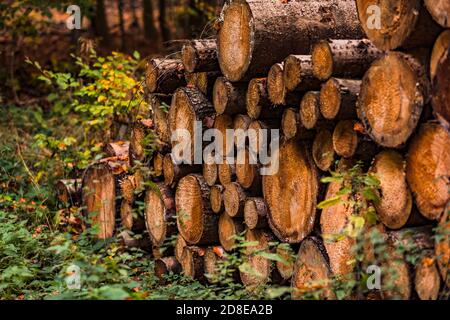 I tronchi d'albero impilati giacciono sul bordo di uno sporco strada in autunno Foto Stock