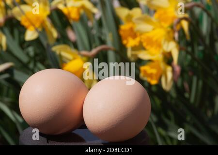 due uova di pollo beige naturali su uno sfondo di fiori di narcisi in fiore giallo. luminoso concetto di fotografia di sole di prodotti naturali eco-agricoli per la promozione locale allevamento di pollame Foto Stock