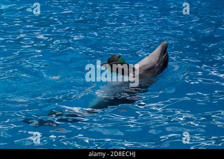 Delfino addestrato nell'acquario, delfinari. Spettacolo con delfini. dolphin giocare con una palla in piscina Foto Stock
