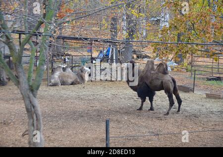 cammelli allo zoo in autunnale fuoco selettivo Foto Stock