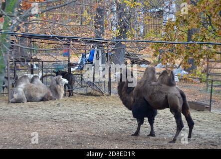 cammelli allo zoo in autunnale fuoco selettivo Foto Stock