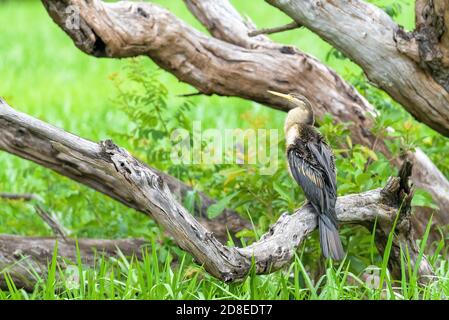 Australian Darter, Parco Nazionale di Kakadu, Australia Foto Stock