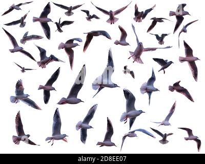 Insieme di vari gabbiani volanti isolati su uno sfondo bianco Foto Stock