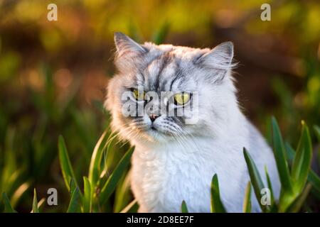 Bel gatto di cinchilla grigio persiano con grandi occhi verdi. Gatto seduto in erba all'aperto. Foto Stock