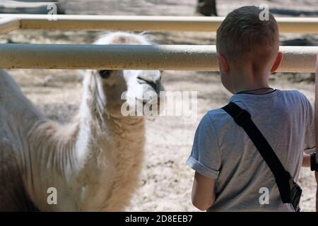 Il ragazzo si trova dietro la recinzione e guarda il cammello. Il bambino nello zoo guarda gli animali. Ragazzo si voltò le spalle alla macchina fotografica. Tempo libero con ch Foto Stock