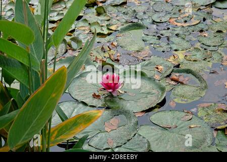 giglio d'acqua fiorente rosa galleggia tranquillamente su acque di lago blu ancora, circondato da giglio pads. giglio d'acqua in stagno in autunno. Foto Stock