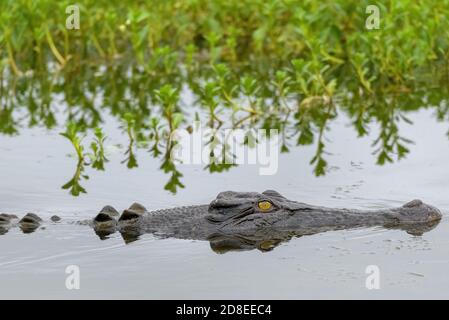 Un grande coccodrillo di acqua salata che nuota nel territorio del Nord, Australia. Foto Stock