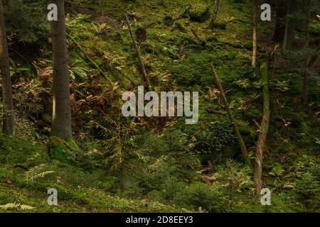 Colore alberi verdi vicino al torrente Utersky in una foresta profonda in giorno colore autunno Foto Stock