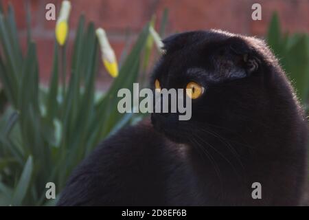 Un carino cioccolato nero giovane scozzese palpito dall'occhio giallo cammina tra il verde. Gattino domestico che cammina nel giardino al tramonto. Pelliccia nera di un gattino brilla al sole. Foto Stock