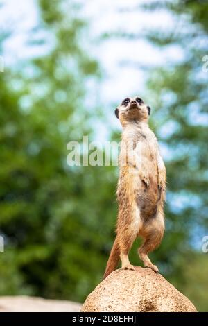L'atteggiamento del meerkat è il miglior sistema di sorveglianza. Controlla il territorio e fornisce protezione al gruppo. Utile per il concetto di sicurezza, Foto Stock