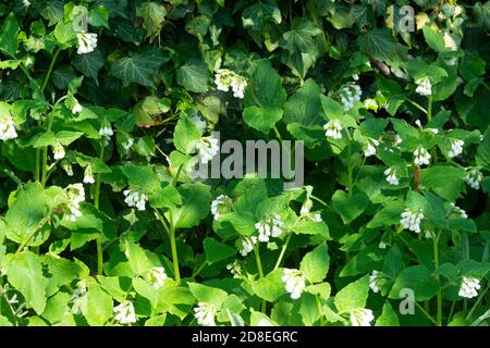 Comune Comfrey un fiore selvatico fiorito in primavera nel Berkshire, Inghilterra, Regno Unito Foto Stock