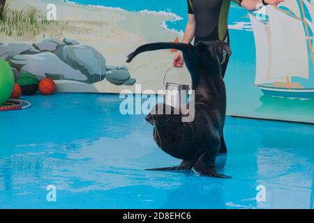 Delfino addestrato nell'acquario, delfini. Spettacolo con delfini. L'istruttore lavora con un delfino addestrato in piscina Foto Stock