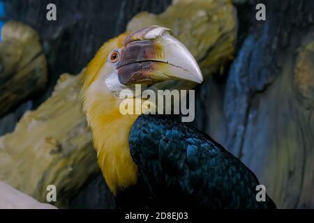 Ritratto di becco d'uccello esotico con grande becco che guarda intorno - vista ravvicinata. Concetto animale e di fauna selvatica Foto Stock