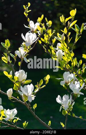 Magnolia x soulangeana 'Alba Superba' una piattina magnolia fiorita ad aprile nel Berkshire, Inghilterra, Regno Unito Foto Stock