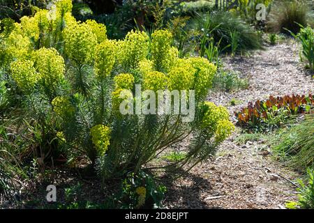 Euphorbia (spurge) fioritura in ghiaia giardino in primavera - Reading, Berkshire, Inghilterra, UK Foto Stock