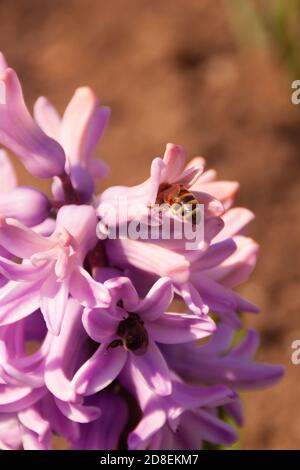 inflorescenza di giacinto rosa con api da vicino su un bokeh arancione. Le api raccolgono il polline di nettare dai primi fiori di primavera. Foto di primavera dai colori vivaci con spazio per la copia, formato verticale per la trama Foto Stock