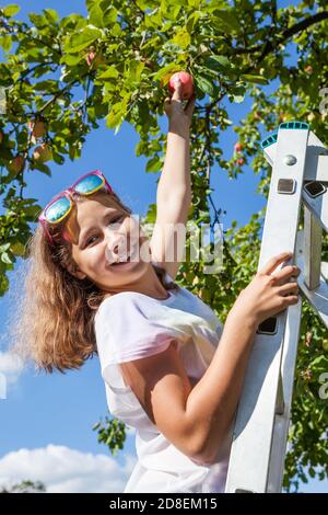 Giovane ragazza sorridente che tende la mano alla mela appesa, in piedi sulla scala appoggiata al gambo dell'albero Foto Stock