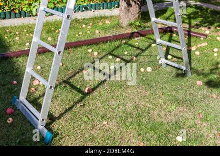 Scala in acciaio e mele cadute sotto l'albero, vista ravvicinata, nessuno Foto Stock