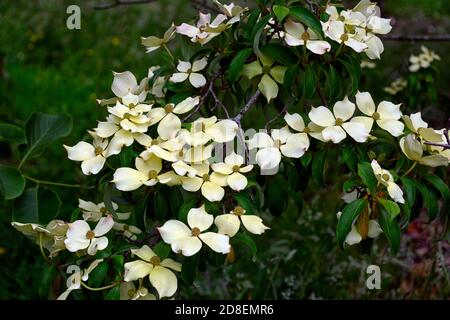 Cornus capitata, il cornel di Bentham, l'albero della fragola dell'Himalaya, le bratte bianche cremose, il fiore, i fiori, l'albero fiorente, RM Floral Foto Stock