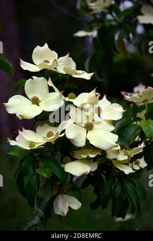 Cornus capitata, il cornel di Bentham, l'albero della fragola dell'Himalaya, le bratte bianche cremose, il fiore, i fiori, l'albero fiorente, RM Floral Foto Stock