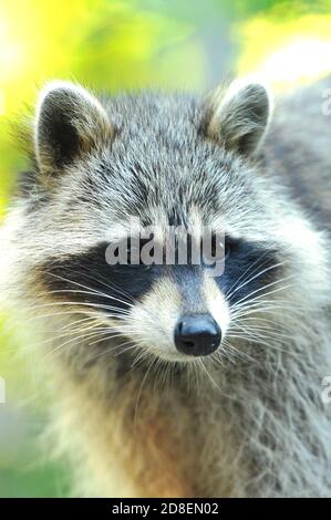 Un primo piano di un raccoon Foto Stock