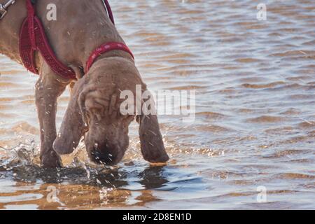 il cane ha sete e soffre di calore in estate calda. cane pet purebred cocker spaniel si trova nel fiume e bevande acqua fredda luce solare e spray Foto Stock