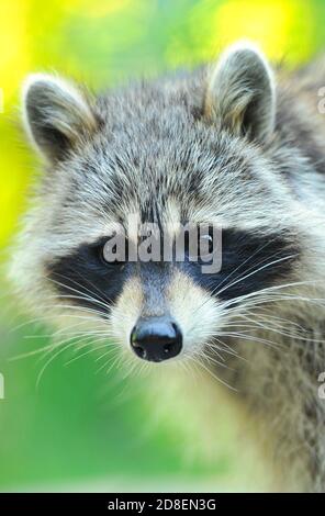 Un primo piano di un raccoon Foto Stock