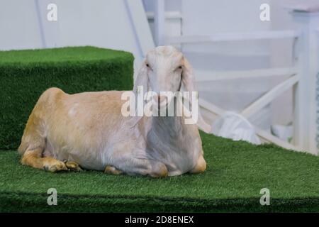 Capra bianca adagiata sull'erba erbosa artificiale alla mostra di animali agricoli, piccola mostra di bestiame. Agricoltura, riposo, agricoltura Foto Stock