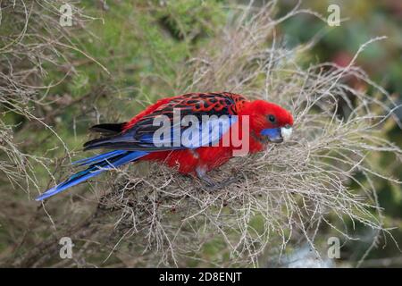 Crimson Rosella Platycercus elegans o'Rielly's Rainforest Retreat, Queensland, Australia 10 novembre 2019 Adulti Psittaculidae Foto Stock