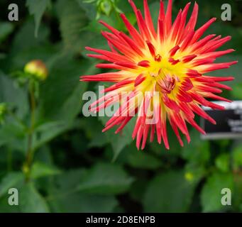 Dahlia Spanish Dancer piccolo Cactus, è un piccolo cactus come dahlia con una base gialla e rosso impressionante alle punte. Foto Stock