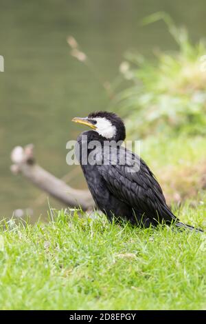 Un piccolo cormorano pied (Microcarbo melanoleucos) conosciuto anche come Little Shag o kawaupaka. Foto Stock