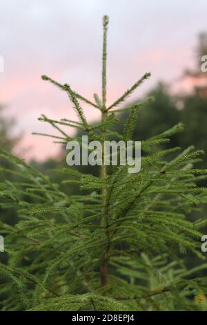 Piccolo abete verde brillante alla luce del sole che si tramonta contro il cielo rosa nuvoloso. Bellissimo paesaggio naturale con abete rosso. I rami di abete si avvicinano. Foto Stock