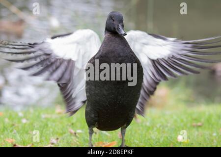 Il Paradise Shelduck (Tadorna variegata) è una grande anatra simile all'oca endemica della Nuova Zelanda. Foto Stock