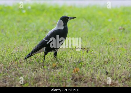 Una Magpie australiana (Gymnorhina tibicen) fotografata in Nuova Zelanda, dove è stata introdotta. Foto Stock