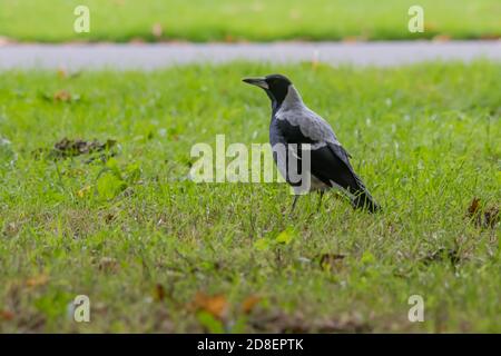 Una Magpie australiana (Gymnorhina tibicen) fotografata in Nuova Zelanda, dove è stata introdotta. Foto Stock