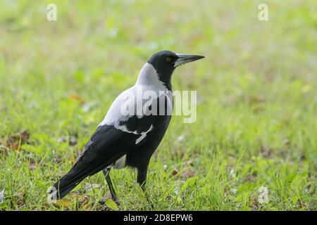 Una Magpie australiana (Gymnorhina tibicen) fotografata in Nuova Zelanda, dove è stata introdotta. Foto Stock