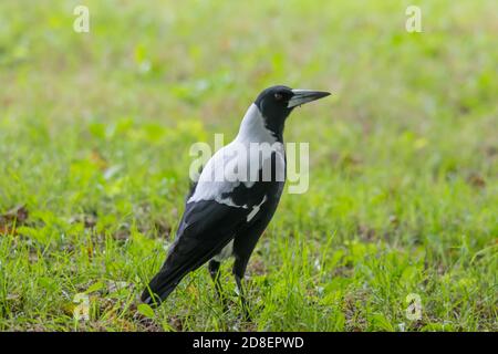 Una Magpie australiana (Gymnorhina tibicen) fotografata in Nuova Zelanda, dove è stata introdotta. Foto Stock