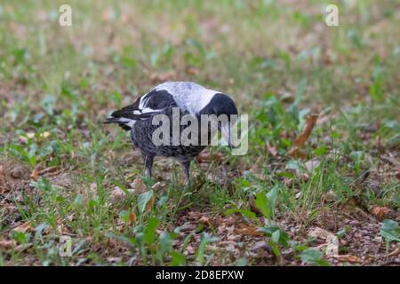 Una Magpie australiana (Gymnorhina tibicen) fotografata in Nuova Zelanda, dove è stata introdotta. Foto Stock