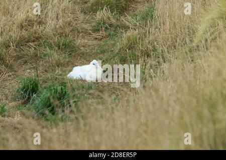 Il Southern Royal Albatross (Diomedea epomophora) è un grande abird della famiglia albatross. Foto Stock