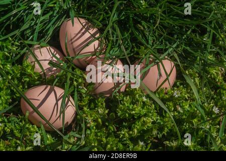 Uova di pollo grezze naturali di colore beige giacciono su un'erba verde succosa. Cibo sano, ingredienti per un piatto sano. Proteine di uova di pollo nella dieta. Giorno dell'uovo di pollo di festa. Foto Stock